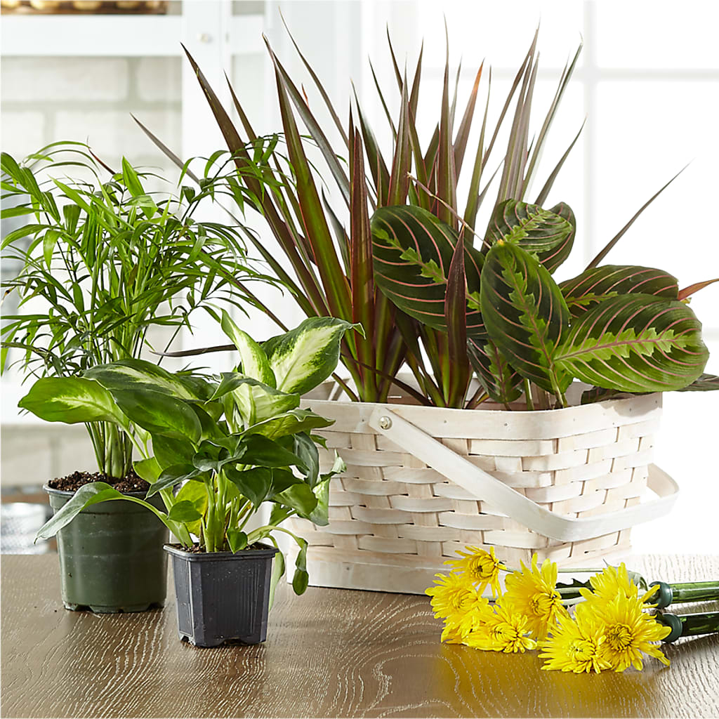 Florist Designed Blooming and Green Plants in a Basket – Corner Flowers, Brooklyn NY
