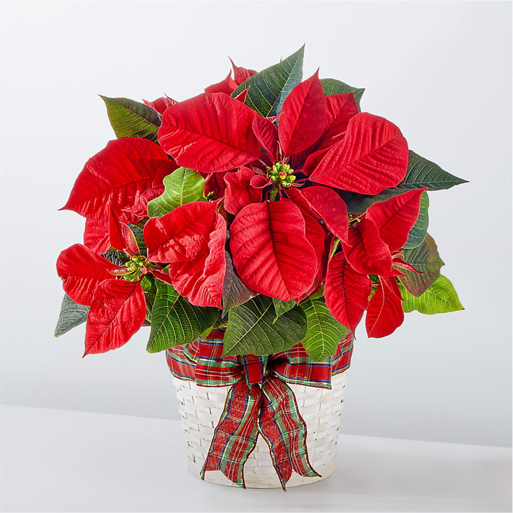 Happiest Holidays Poinsettia – Corner Flowers, Brooklyn NY