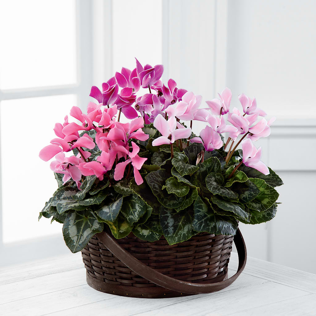 Mixed Cyclamen Planter – Corner Flowers, Brooklyn NY