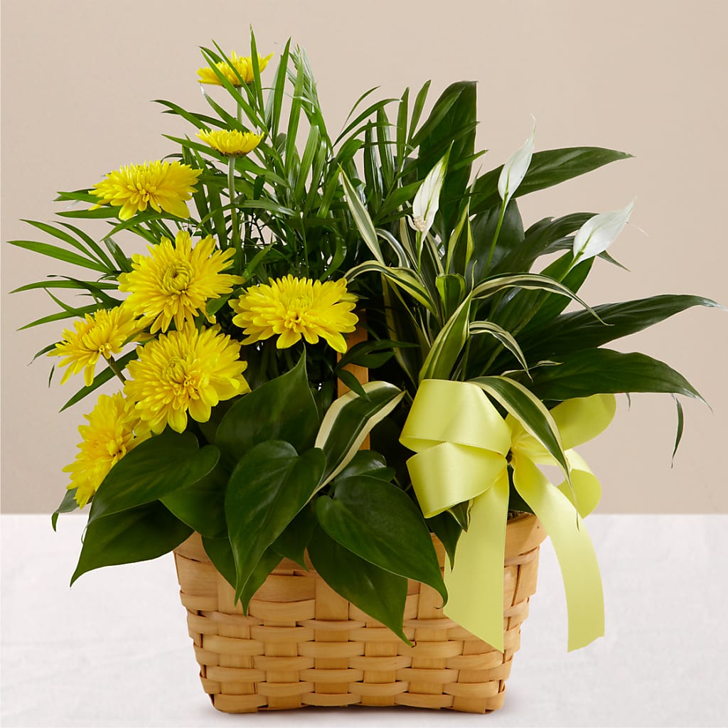 Loving Light Dishgarden – Corner Flowers, Brooklyn NY