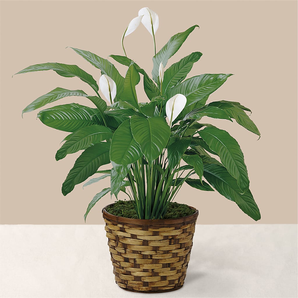 Tranquil Moments Peace Lily Plant – Corner Flowers, Brooklyn NY