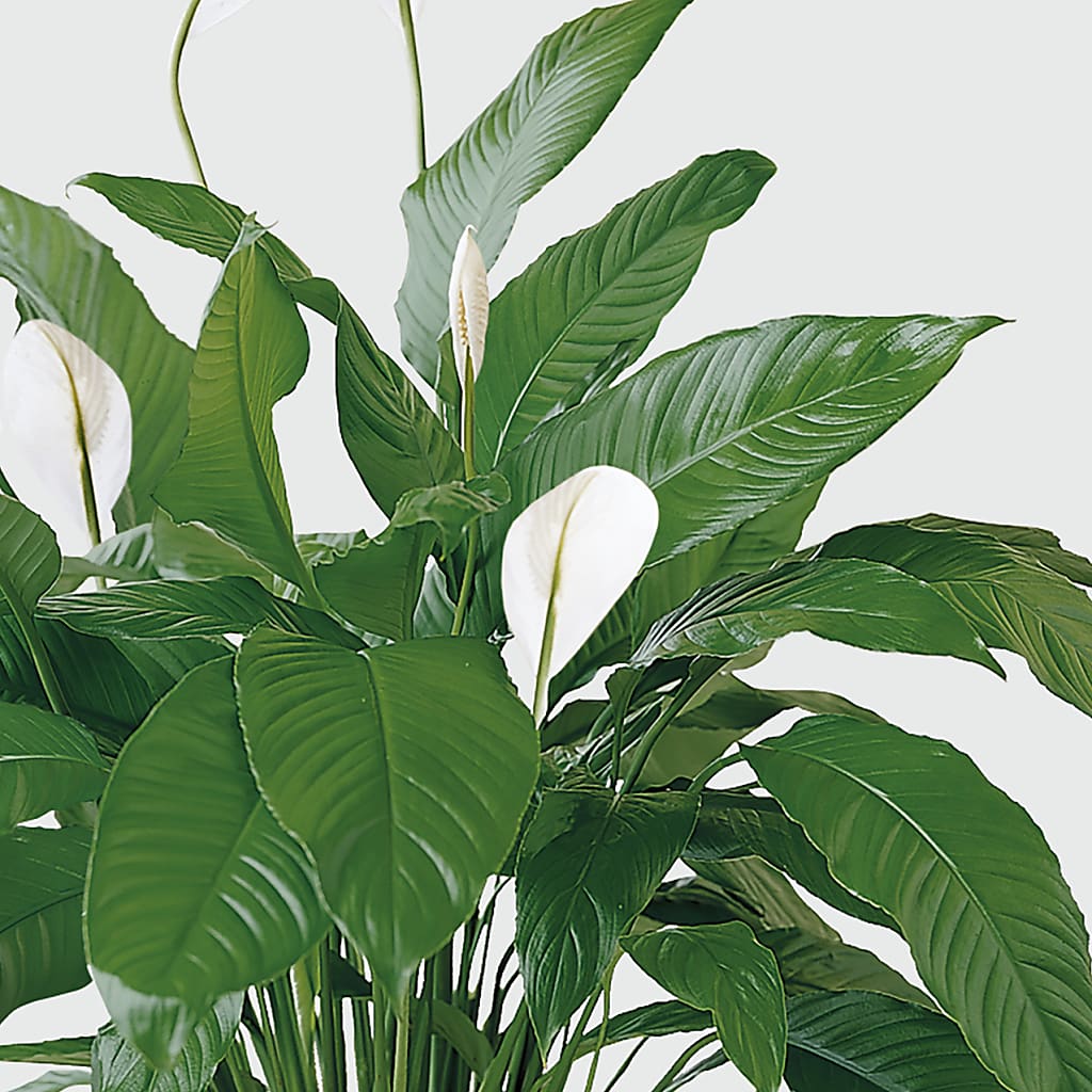 Tranquil Moments Peace Lily Plant – Corner Flowers, Brooklyn NY