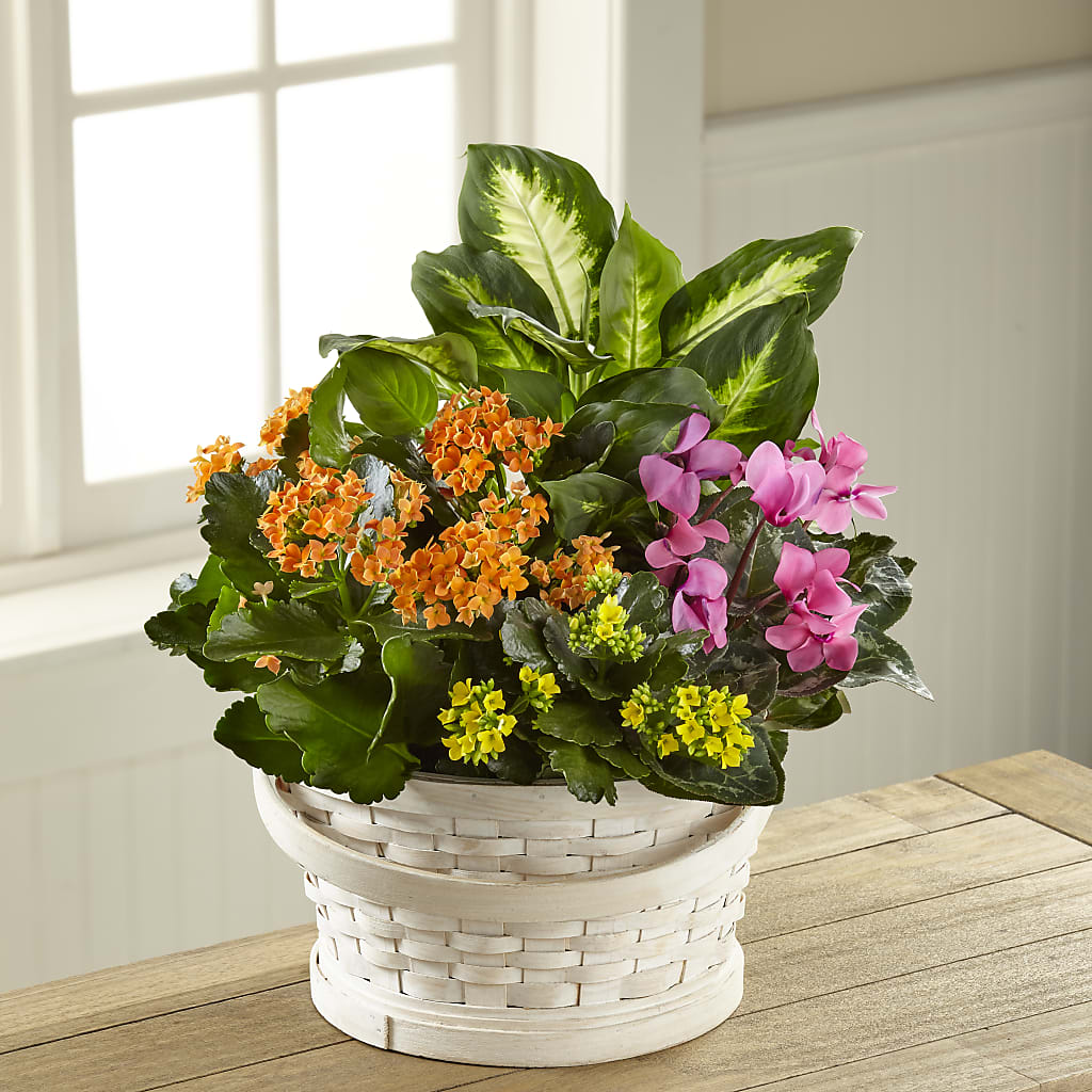 Color Crush Dishgarden – Corner Flowers, Brooklyn NY