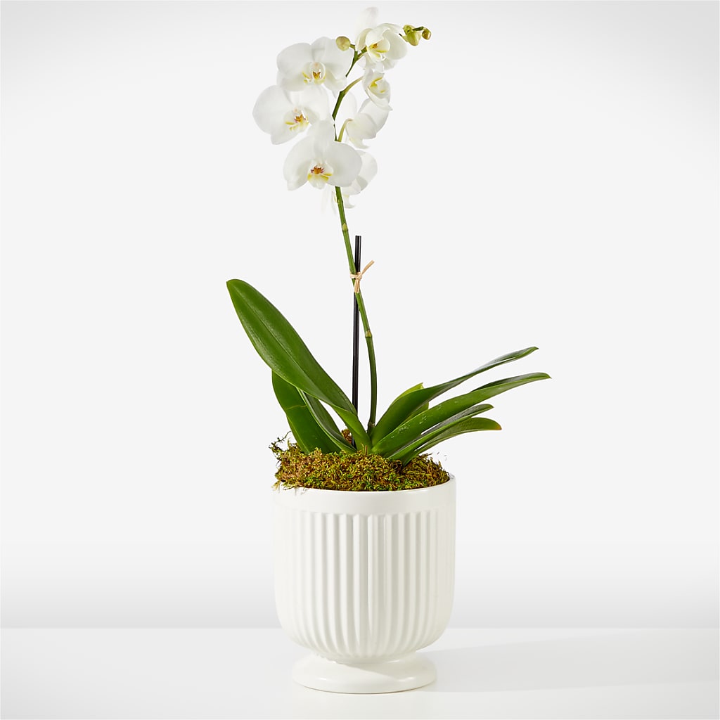 Whispering White Orchid – Corner Flowers, Brooklyn NY