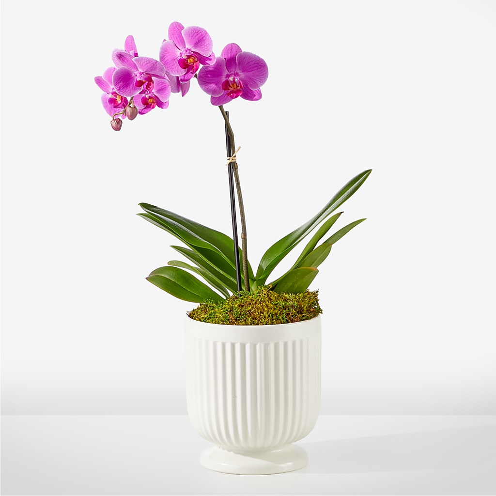 Friendly Fuchsia Orchid – Corner Flowers, Brooklyn NY