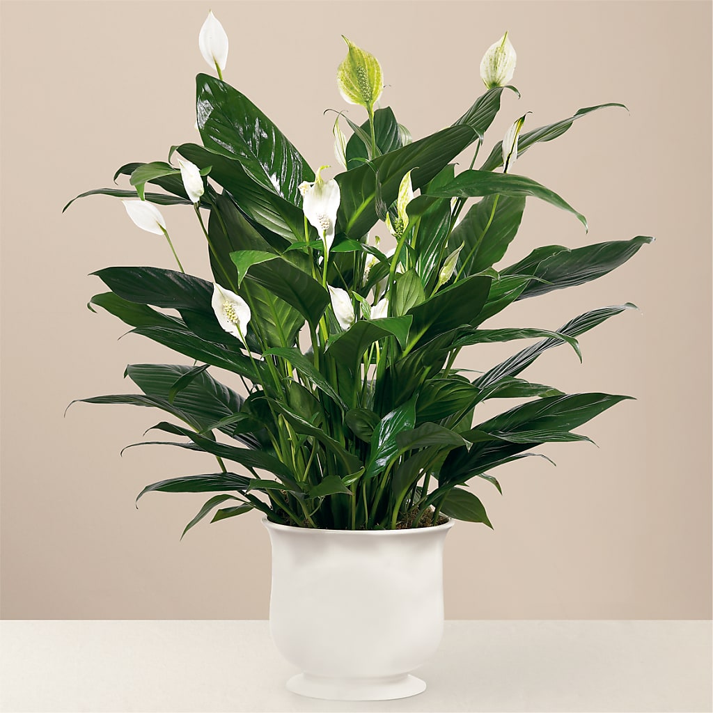 Comfort Planter – Corner Flowers, Brooklyn NY