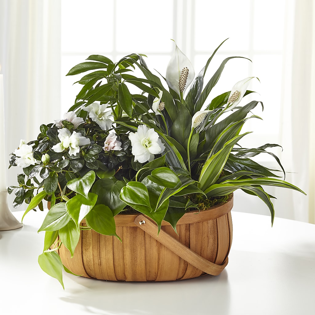 Serene Dishgarden – Corner Flowers, Brooklyn NY