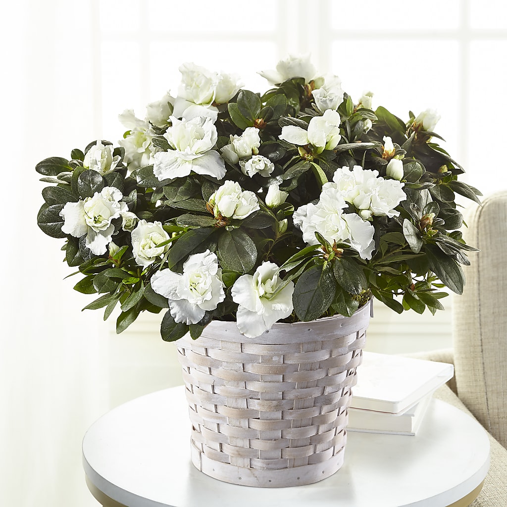 White Azalea Plant – Corner Flowers, Brooklyn NY