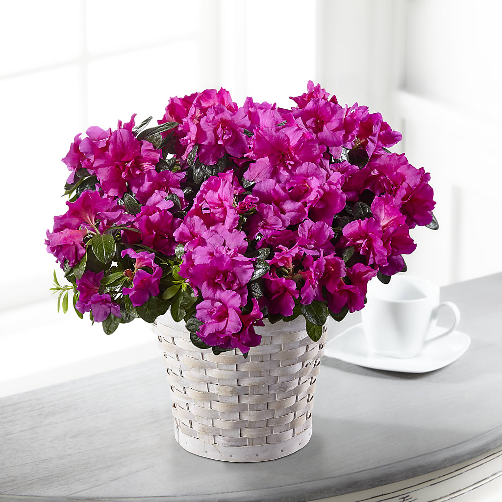 Hope & Serenity Azalea Plant – Corner Flowers, Brooklyn NY