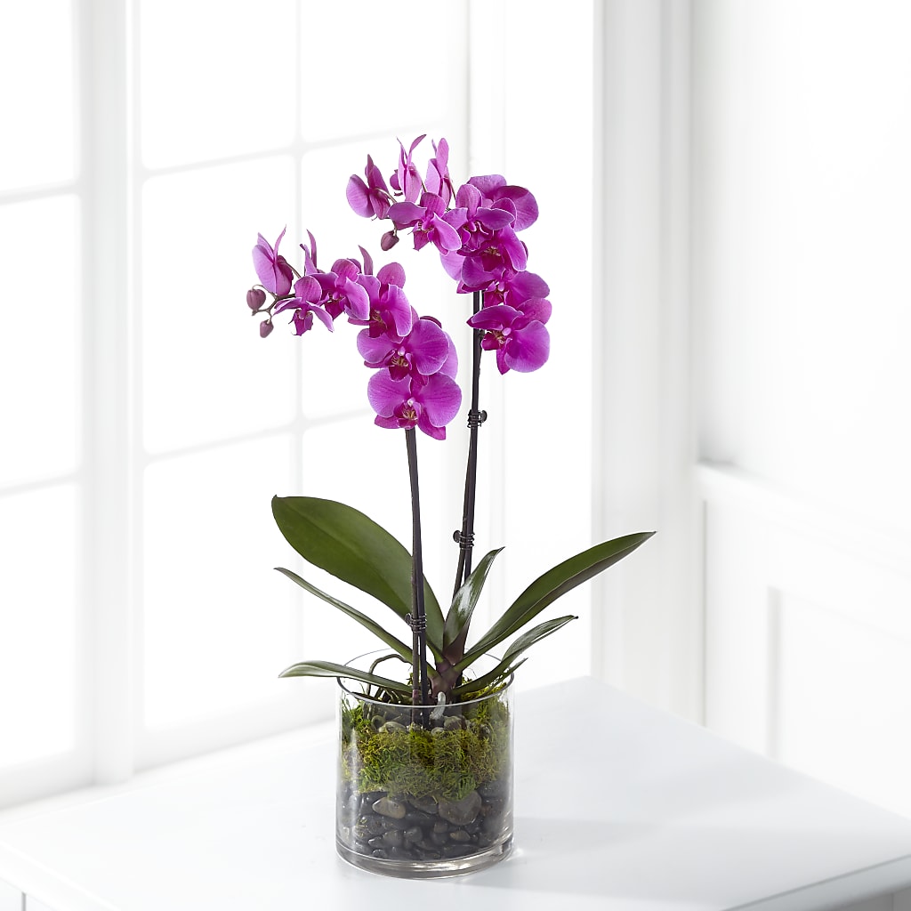 Pink Orchid Plant – Corner Flowers, Brooklyn NY