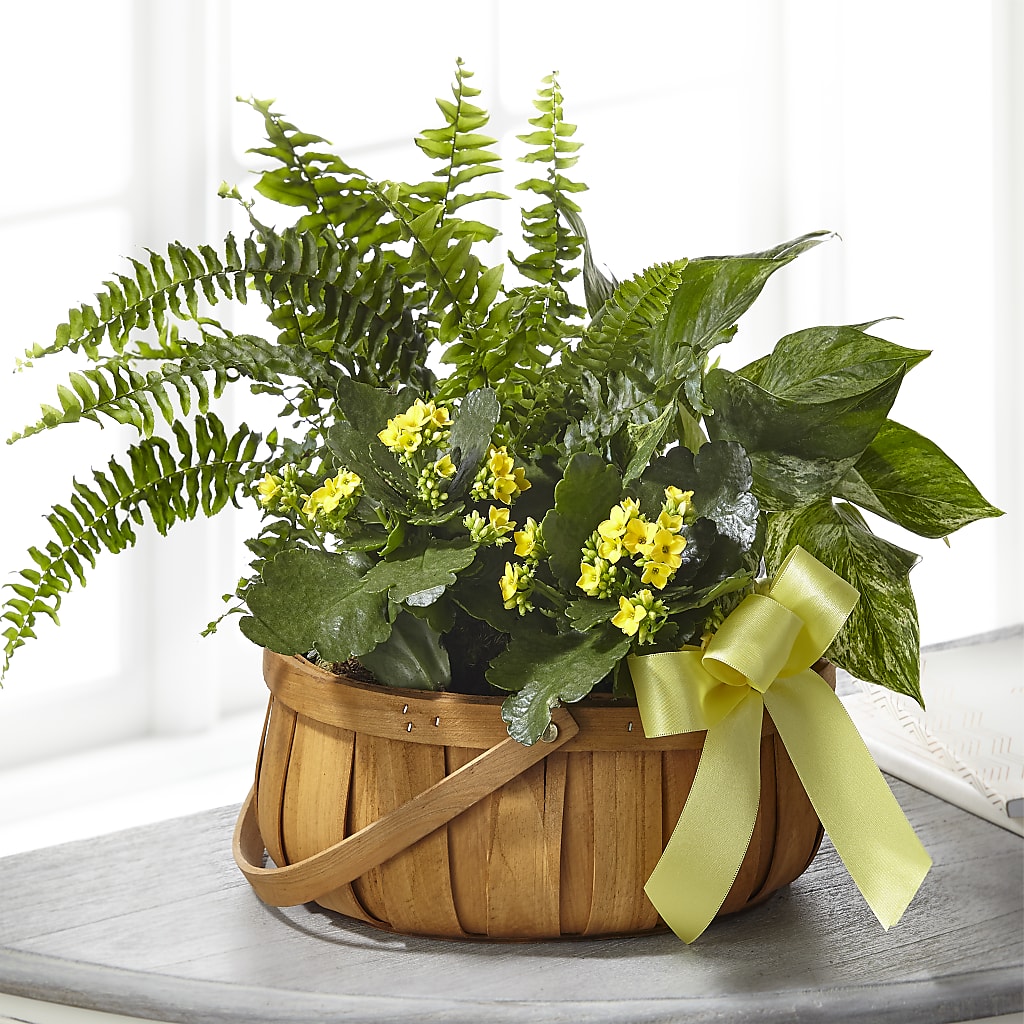 Always Dear Dishgarden – Corner Flowers, Brooklyn NY
