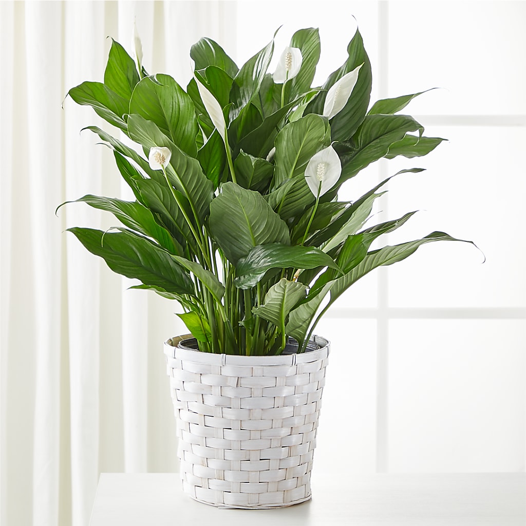 A New Leaf Peace Lily – Corner Flowers, Brooklyn NY