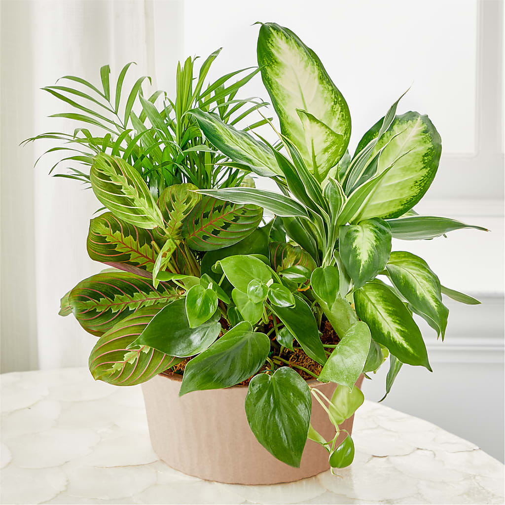 Balance & Harmony Dishgarden – Corner Flowers, Brooklyn NY