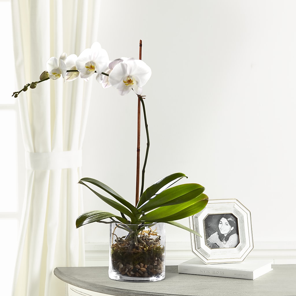 White Orchid Planter – Corner Flowers, Brooklyn NY