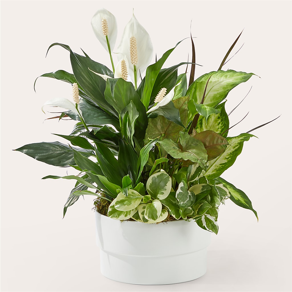 Radiating Positivity Dishgarden – Corner Flowers, Brooklyn NY