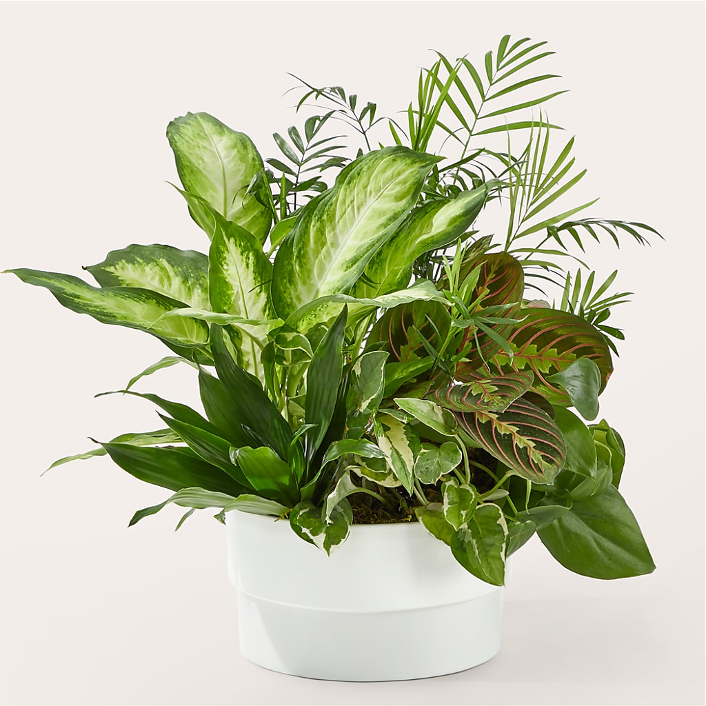 Radiating Positivity Dishgarden – Corner Flowers, Brooklyn NY