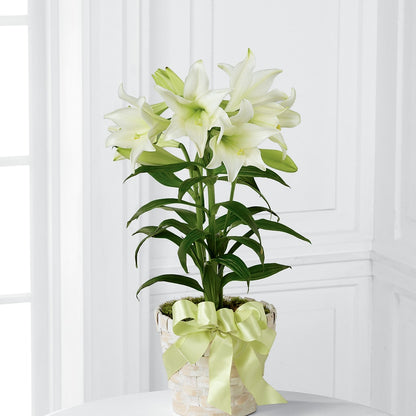 Easter Lily Plant –  Corner Flowers, Brooklyn NY