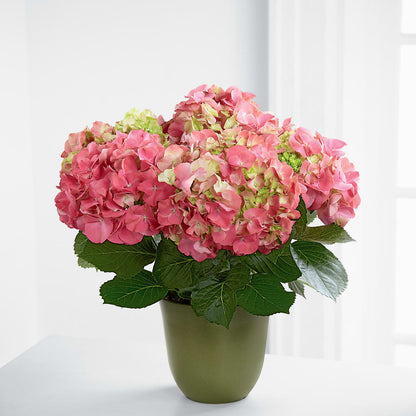 Pink Hydrangea Planter –  Corner Flowers, Brooklyn NY