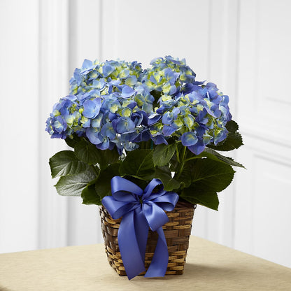 Blue Hydrangea Planter –  Corner Flowers, Brooklyn NY