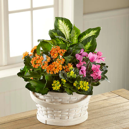 Color Crush Dishgarden –  Corner Flowers, Brooklyn NY