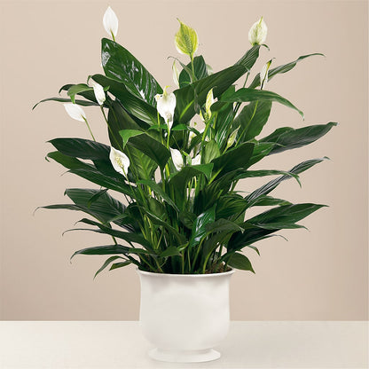 Comfort Planter –  Corner Flowers, Brooklyn NY
