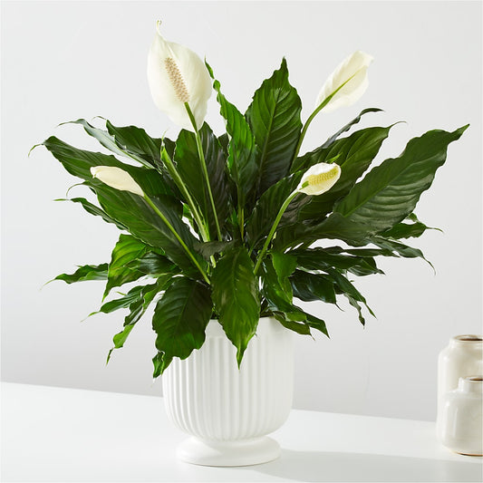 Comfort Planter –  Corner Flowers, Brooklyn NY