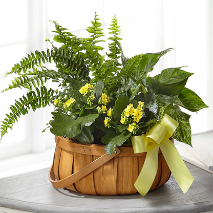 Always Dear Dishgarden –  Corner Flowers, Brooklyn NY