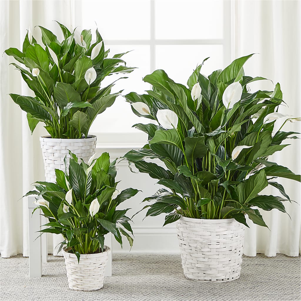 A New Leaf Peace Lily –  Corner Flowers, Brooklyn NY
