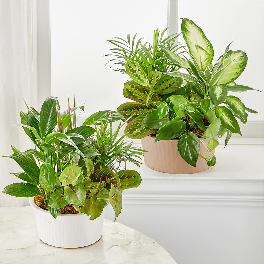 Balance & Harmony Dishgarden –  Corner Flowers, Brooklyn NY