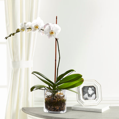 White Orchid Planter –  Corner Flowers, Brooklyn NY